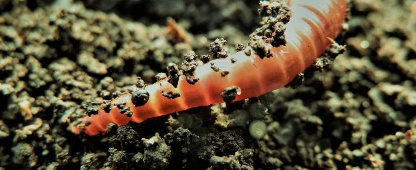 Compastor giliszta compastor giliszta